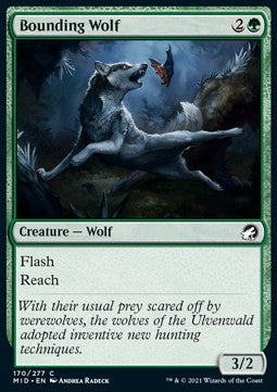 Bounding Wolf⁣ - Innistrad: Midnight Hunt⁣ (Common)⁣ [170]
